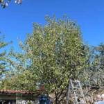 Atelier taille de 2 arbres du mercredi 11 octobre 2023 - Le pommier AVANT