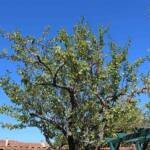 Atelier taille de 2 arbres du mercredi 11 octobre 2023 - Le mirabellier AVANT