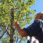Atelier taille de 2 arbres du mercredi 11 octobre 2023 - Après la théorie : la pratique