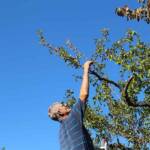 Atelier taille de 2 arbres du mercredi 11 octobre 2023 - Plein de piquants tout ça !