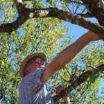 Atelier taille de 2 arbres du mercredi 11 octobre 2023 - Situation PENDANT