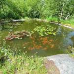 Sortie chez Vincent Bernard au Savignier du 15 juin 2024 - La mare aux poissons rouges