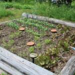 Sortie chez Vincent Bernard au Savignier du 15 juin 2024 - Une partie du potager