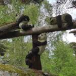 Sortie chez Vincent Bernard au Savignier du 15 juin 2024 - Les pandas