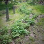 Sortie chez Vincent Bernard au Savignier du 15 juin 2024 - Le serpentin de patates