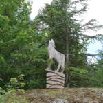 Sortie chez Vincent Bernard au Savignier du 15 juin 2024 - L'adieu du loup