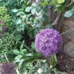 Ouvertures du jardin des Uffernets le samedi 29 juin 2024 - Les stars de la journée