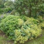 Ouvertures du jardin des Uffernets le samedi 29 juin 2024 - Massif verdoyant