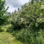 Ouvertures du jardin de la combe de Brière à Pradelles le dimanche 30 juin 2024 - Partie haute de la propriété