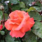 Ouverture du jardin des Pouchin(s) à Naussac le dimanche 30 juin 2024 - Quelle rose !