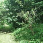 Ouvertures du jardin de la combe de Brière à Pradelles le dimanche 30 juin 2024 - ... finissant par la forêt plantée arbre par arbre au fil des ans