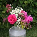 Ouverture du jardin des Pouchin(s) à Naussac le dimanche 30 juin 2024 - Touche de couleur