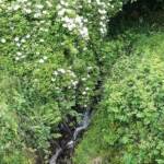 Ouvertures du jardin de la combe de Brière à Pradelles le dimanche 30 juin 2024 - L'eau, la richesse cachée de la propriété