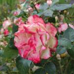 Ouverture du jardin des Pouchin(s) à Naussac le dimanche 30 juin 2024 - Une dernière rose