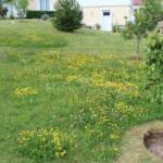 Ouverture du jardin des Pouchin(s) à Naussac le dimanche 30 juin 2024 - La pelouse herbacée