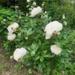 Ouvertures du jardin de la combe de Brière à Pradelles le dimanche 30 juin 2024 - Les pivoines blanches du plus bel effet