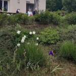 Ouvertures du jardin de la combe de Brière à Pradelles le dimanche 30 juin 2024 - Certaines ont choisi une autre forme de visite