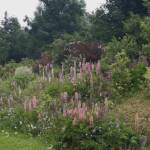 Ouvertures du jardin de la combe de Brière à Pradelles le dimanche 30 juin 2024 - Le talus ensauvagé du plus bel effet