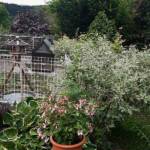 Ouvertures du jardin de la combe de Brière à Pradelles le dimanche 30 juin 2024 - Composition adossée à la maison