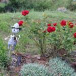 Sortie du 24 juillet 2024 en Haute-Loire (Lesbineyres & Pébrac) - rosier bien surveillé