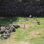 Sortie du 24 juillet 2024 en Haute-Loire (Lesbineyres & Pébrac) - Personnage motorisé