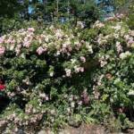 Visite du 14 août 2024 aux Uffernets au profit de l'association des "Petits Princes" - Rosiers, hydrangeas paniculata et lauriers roses