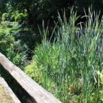 Sortie du 24 juillet 2024 en Haute-Loire (Lesbineyres & Pébrac) - Découverte