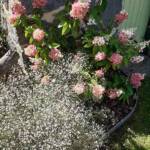 Sortie du 27 août 2024 en Haute-Loire à Lesbineyres - Gypsophile & Hydrangea Paniculatas