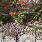 Sortie du 27 août 2024 en Haute-Loire à Lesbineyres - Rubeckias pourpres