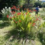 Sortie du 24 juillet 2024 en Haute-Loire (Lesbineyres & Pébrac) - Jardin de l'abbaye de Pébrac - quelques massifs fleuris
