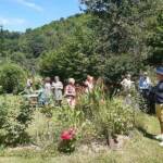 Sortie du 24 juillet 2024 en Haute-Loire (Lesbineyres & Pébrac) - Jardin de l'abbaye de Pébrac - découverte décevante