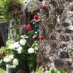 Sortie du 24 juillet 2024 en Haute-Loire (Lesbineyres & Pébrac) - Orthensia & Rosier grimpant chez Marie-Andrée