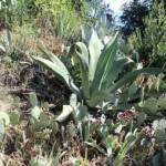 Sortie du 05 octobre 2024 - étape de Privas vers Beaumont-Monteux - Cactées toujours