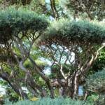 Sortie du 05 octobre 2024 - Le jardin zen d'Erik Borja à Beaumont-Monteux - Le jardin méditerranéen