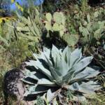 Sortie du 05 octobre 2024 - étape de Privas vers Beaumont-Monteux - Agave