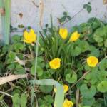 Sortie du 05 octobre 2024 - étape de Privas vers Beaumont-Monteux - Vendangeuse (Sternbergia Lutea)