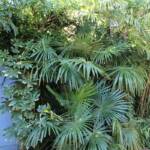 Sortie du 05 octobre 2024 - étape de Privas vers Beaumont-Monteux - Palmiers du plus bel aspect