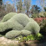 Sortie du 05 octobre 2024 - Le jardin zen d'Erik Borja à Beaumont-Monteux - Quel travail de taille !