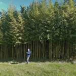 Sortie du 05 octobre 2024 - Le jardin zen d'Erik Borja à Beaumont-Monteux - Claude devant les bambouseraies