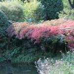 Sortie du 05 octobre 2024 - Le jardin zen d'Erik Borja à Beaumont-Monteux - autre vue rapprochée