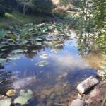 Sortie du 05 octobre 2024 - Le jardin zen d'Erik Borja à Beaumont-Monteux - L'étang des lotus