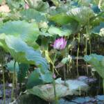 Sortie du 05 octobre 2024 - Le jardin zen d'Erik Borja à Beaumont-Monteux - Zoom sur les lotus