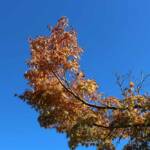 Sortie du 05 octobre 2024 - Le jardin zen d'Erik Borja à Beaumont-Monteux - L'automne est bien arrivé