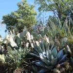 Sortie du 05 octobre 2024 - étape de Privas vers Beaumont-Monteux - les plantations doivent se suffire à elle-même sans ea