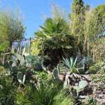 Sortie du 05 octobre 2024 - étape de Privas vers Beaumont-Monteux - Les cactées en masse