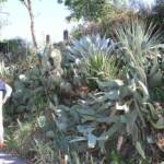 Sortie du 05 octobre 2024 - étape de Privas vers Beaumont-Monteux - Re-cactées